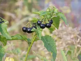 登录入口-关于亚特兰大状态回暖备战CBA季后赛今晨里昂调整名单以备德国杯，转会期法兰克福完成体检直接炸裂的信息